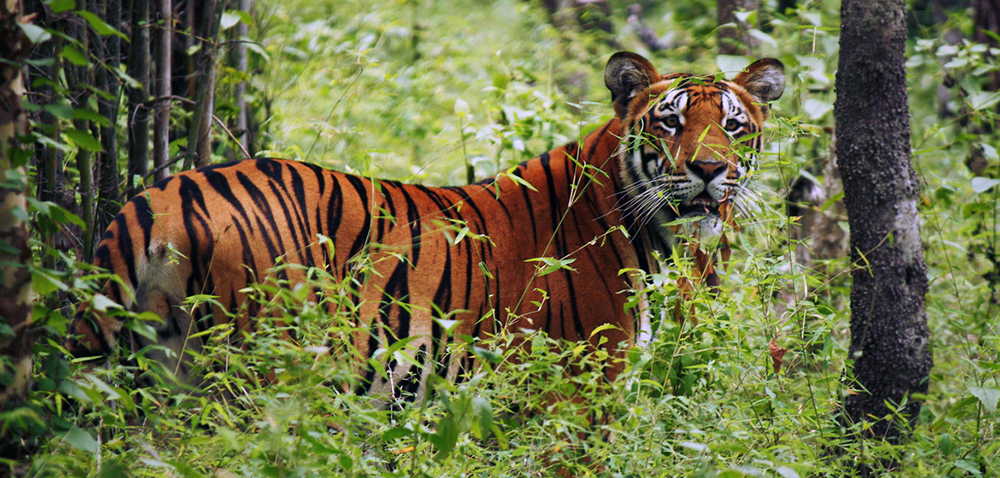 Bardia National Park