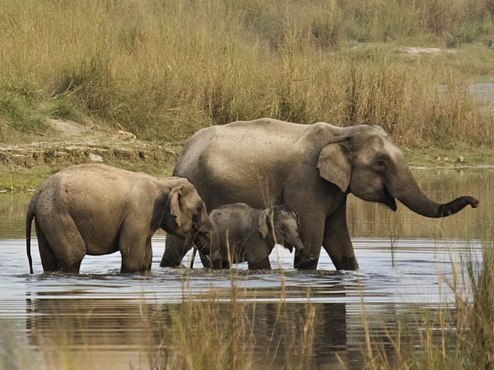 Bardia National Park Wildlife Tour