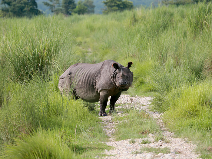 Rhino Tracking Tour in Chitwan