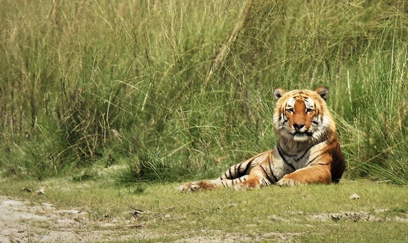 Bardia Jungle Safari Tour