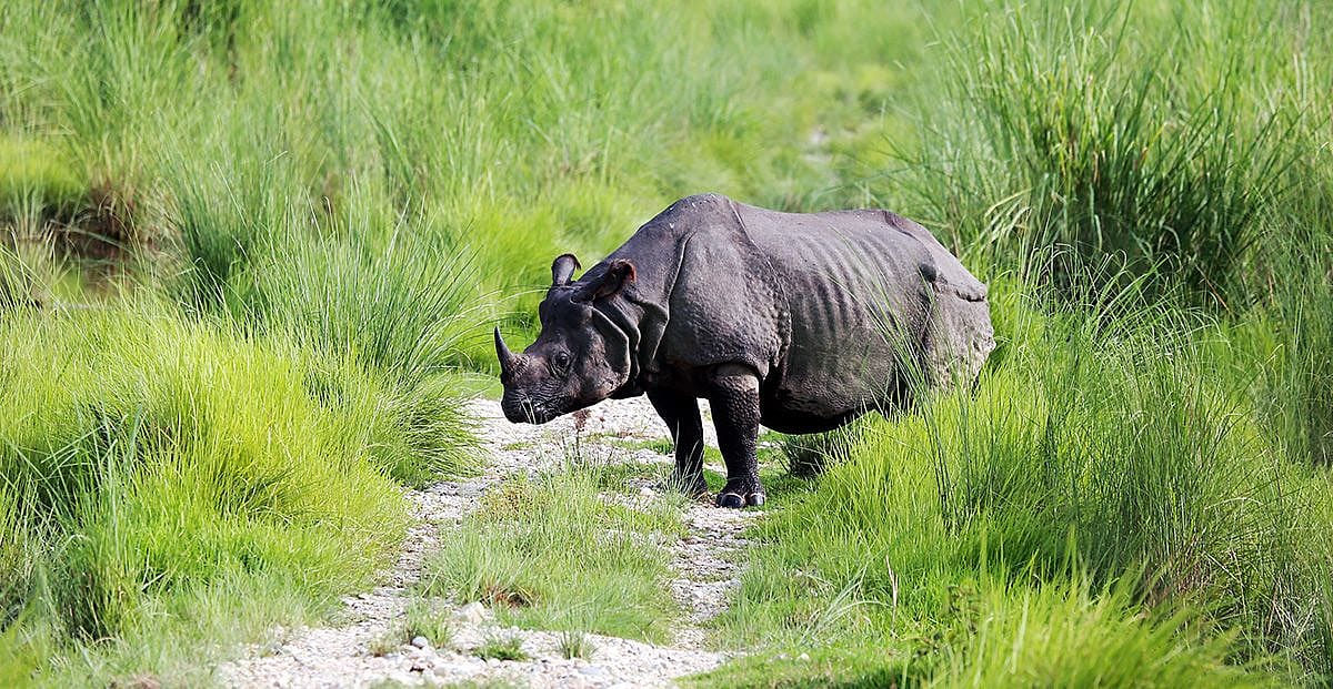 Chitwan National Park