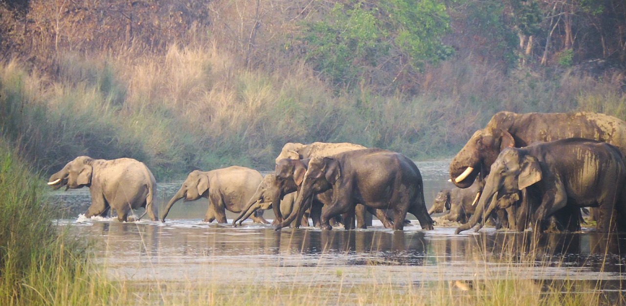 Experience the Best of Bardia National Park