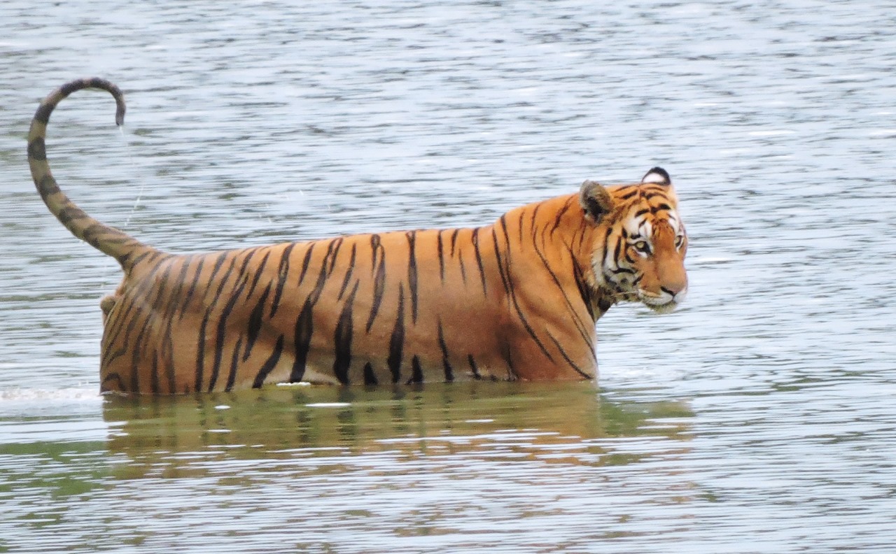Bardia National Park Tour for Photographers