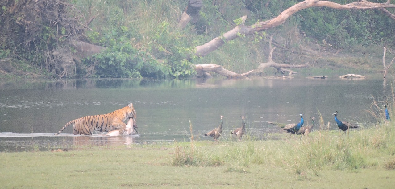 10 Best Things to Do in Bardia National Park