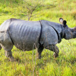 Tented Safari Camp in Bardia National Park