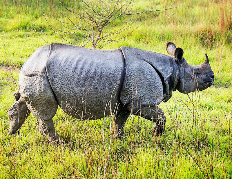 Kathmandu Chitwan Tour