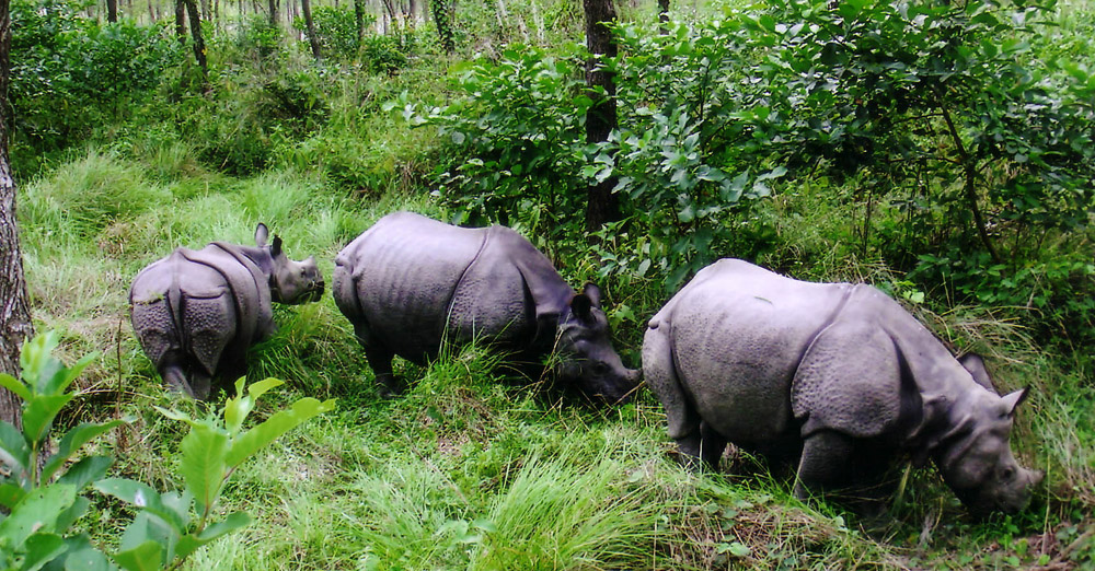 Chitwan Jungle Safari Tour