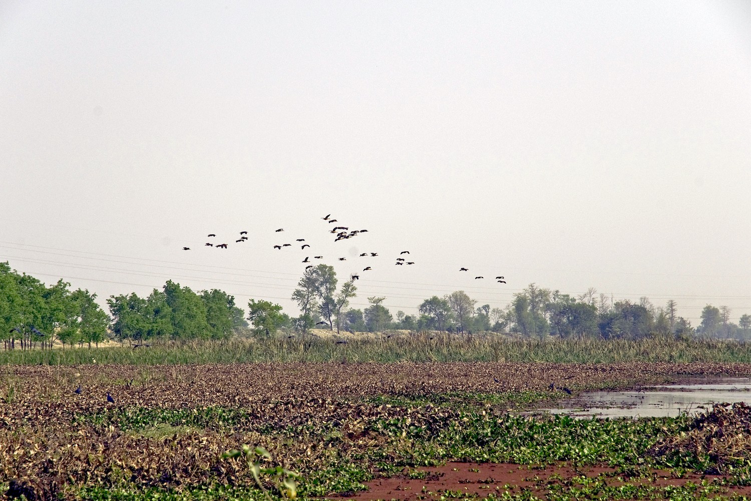 How to Reach Koshi Tappu Wildlife Reserve from Kathmandu