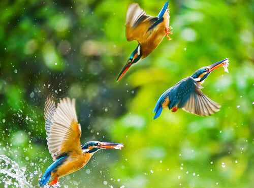 Birds of Nepal Tour