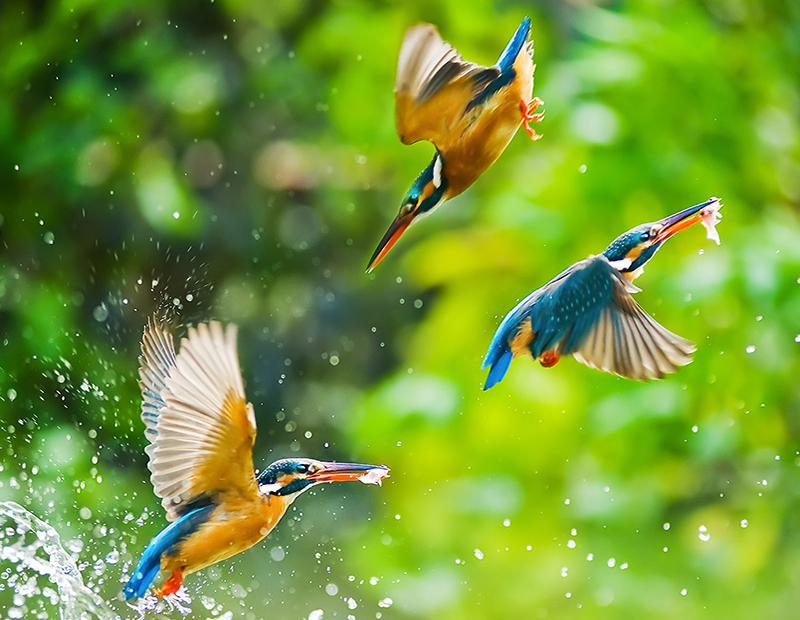 Birds of Nepal Tour