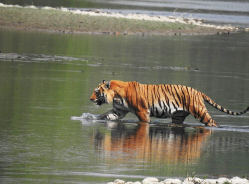 Tiger Safari
