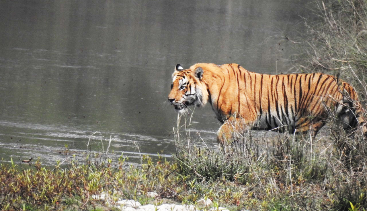 Bardia National Park for Tiger Safari