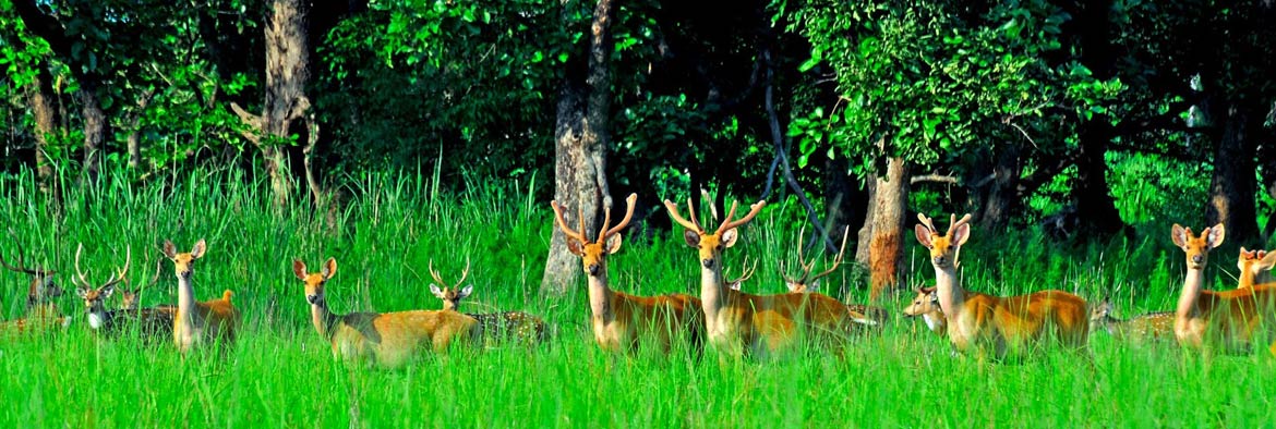 Jungle Safari Tours