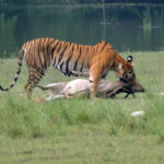 3 Nights Bardia Jungle Safari Tour