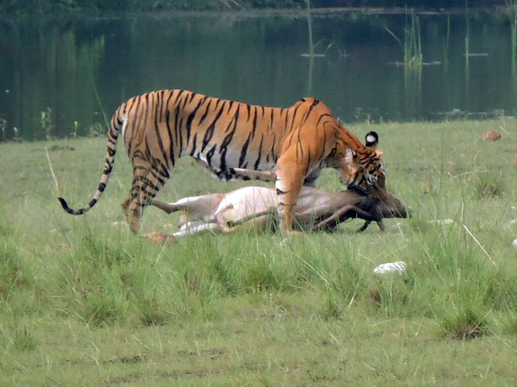 3 Nights Bardia Jungle Safari Tour