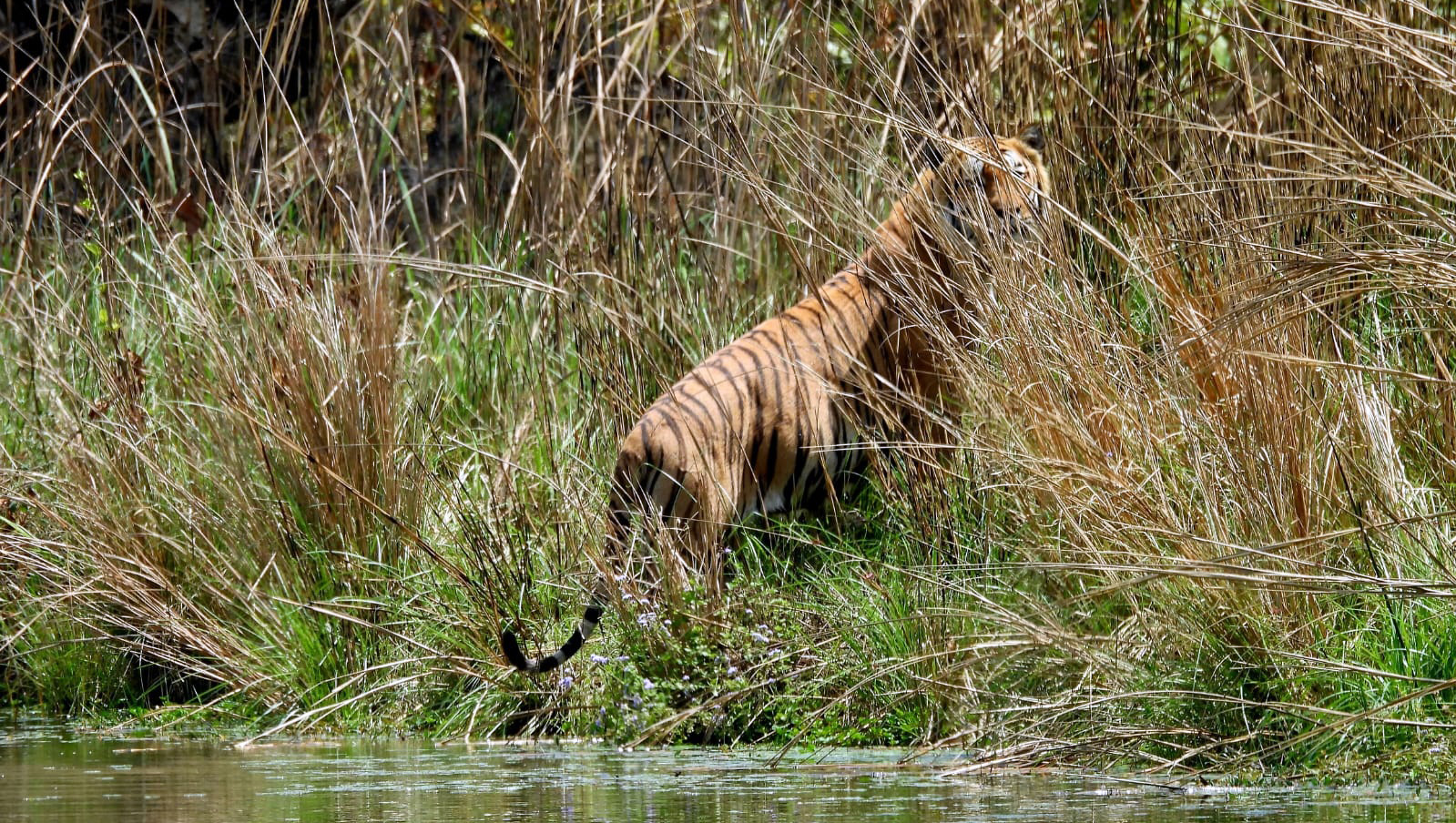 Bardia Tiger Safari Tour