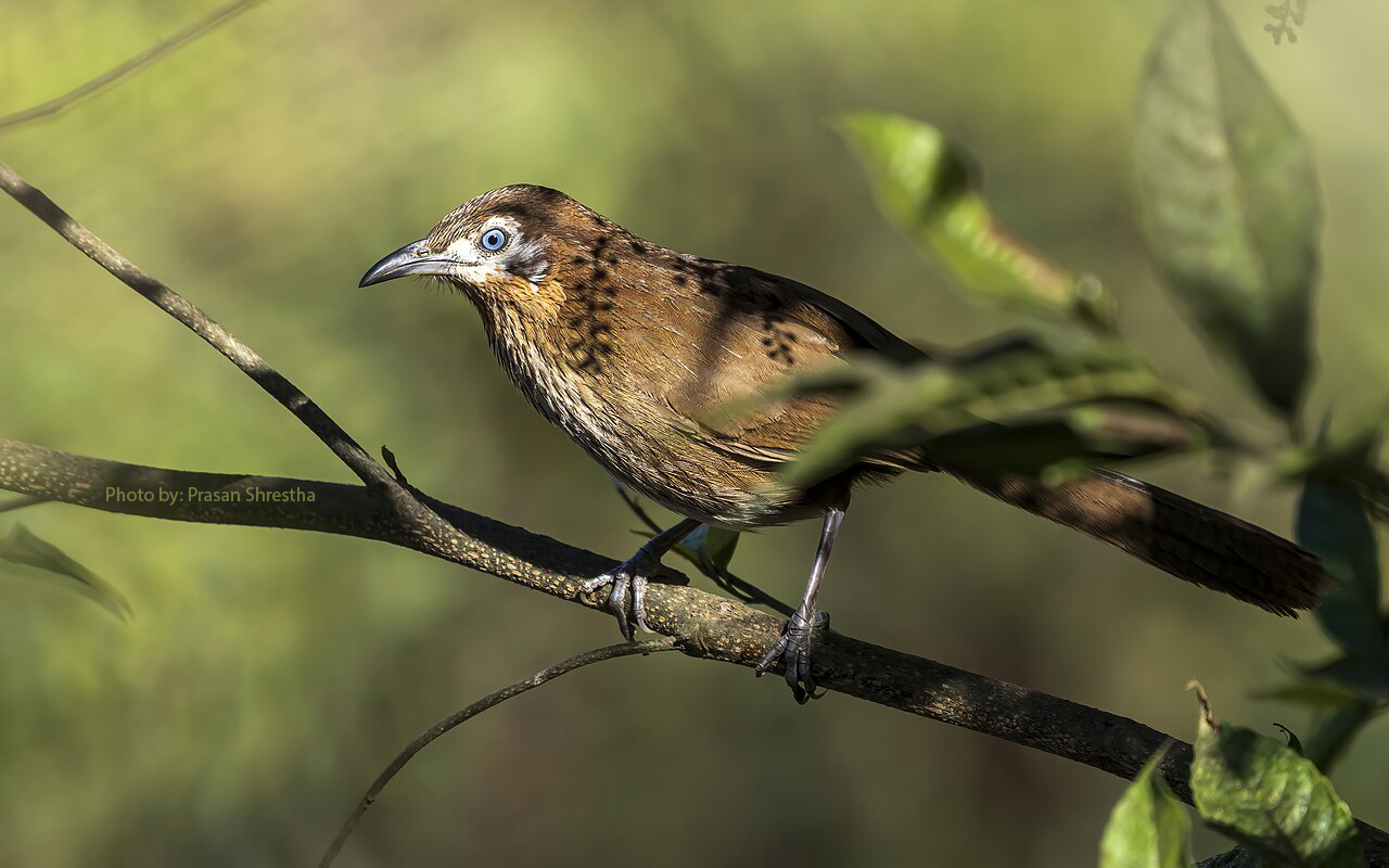 Spiny Babbler Finding Tour in Nepal
