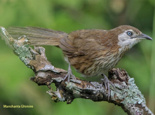 spiny babbler