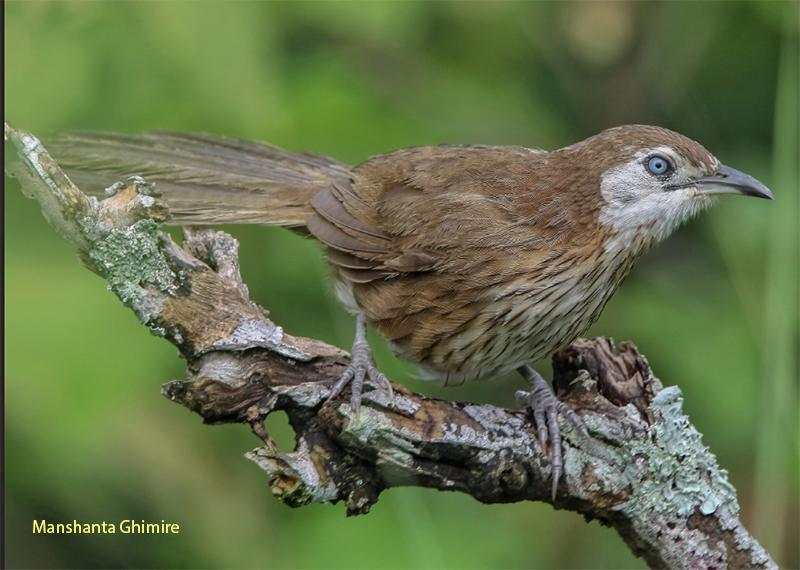 Spiny Babbler Finding Tour in Nepal